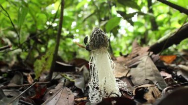 Video, Maidens Veil Mantar, Dictyophora yağmur ormanları zemininde indusiata, Ekvador