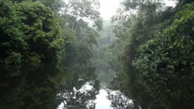 Orman ağaçları ve nehir akıntısı videosu, Ekvador Amazon yağmur ormanları