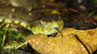 Yılan videosu, büyük yetişkin Fer de Lance, Bothrops atrox, yılan dili.