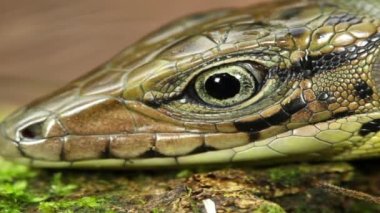 Golden Tegu, Tupinambis tekixin 'in yağmur ormanlarındaki düşen kütükler üzerine videosu, Ekvador