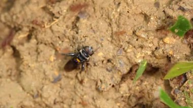 Karınca yaprağı kesicilerin videosu, karınca asker kolonisi 