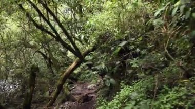 Tropikal orman ağaçlarının, bitki örtüsünün videosu. 