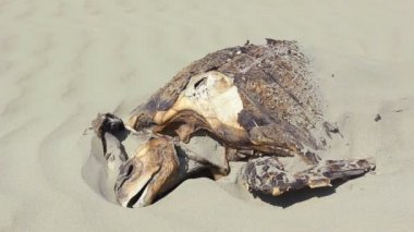 Ekvador 'un Pasifik kıyısındaki kumlu kumsalda ölü kaplumbağa videosu.