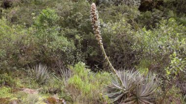 Vahşi tropikal orman, bitkilerin üzerindeki yeşil yapraklar, video 