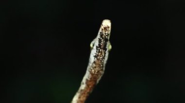 Kahverengi Vine Snake, Oxybelis aeneus, Ekvador