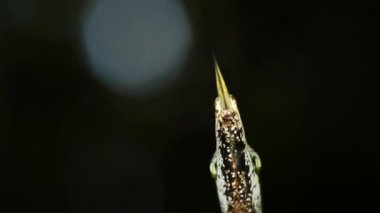 Kahverengi Vine Snake, Oxybelis aeneus, Ekvador