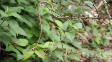 Kahverengi Vine Snake, Oxybelis aeneus, Ekvador
