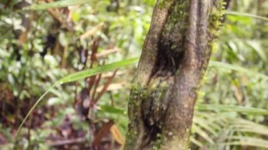 Tropikal orman ağaçlarının, bitki örtüsünün videosu. 