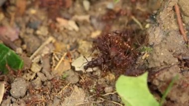 Karınca yaprağı kesicilerin videosu, karınca asker kolonisi 
