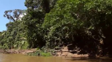 Nehrin tropikal ormanlardaki hızlandırılmış videosu, Ekvador Amazon 