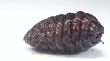 Video, kemirgen robot sineği larvası, Cuterebra sp, parazit. 