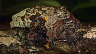 Neotropik mermer ağaçların çiftleşmesi, Dendropthe marmoratus, video 