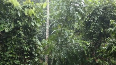 Yeşil yapraklı, yağmur yağan tropik orman ağaçlarının videosunu kapat 