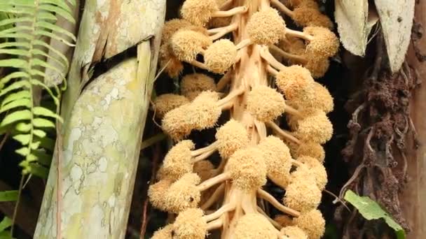 Video Der Blume Von Tagua Oder Pflanzlicher Elfenbeinpalme Phytelephas Aequatorialis — Stockvideo