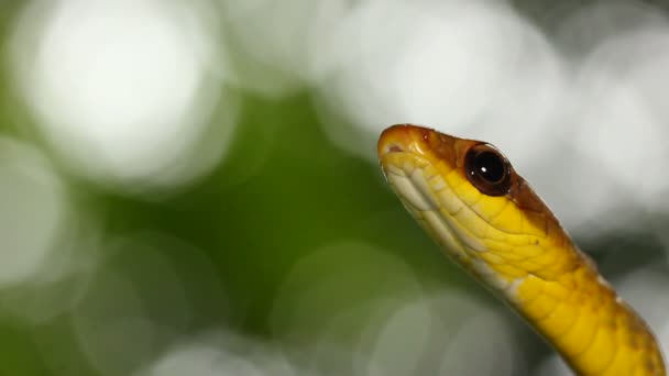 舌を示すヘビのビデオ オリーブ ウィスパーク チロニウス フスカス — ストック動画