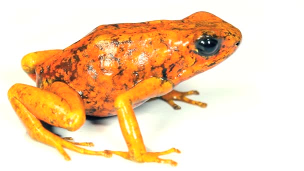video oranžové barvy žáby ve studiu, Harlekýn jedovatá žába, západní Ekvádor, Durango, oranžová žába 