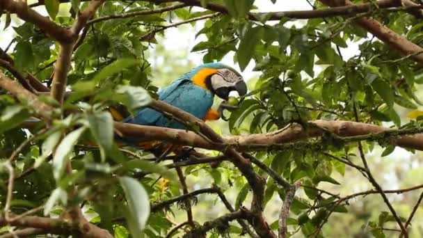 Wideo Papugą Jedzącą Owoce Drzewie Niebieski Żółty Macaw Ara Ararauna — Wideo stockowe