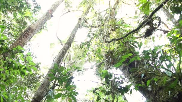 Bosque Tropical Palmeras Hojas Verdes Plantas Video — Vídeos de Stock