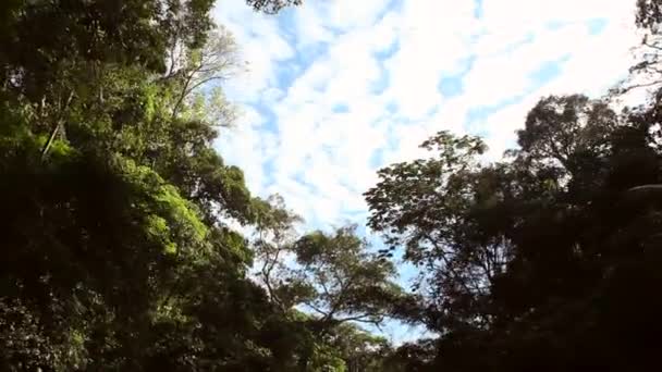 Verde Bosque Ambiente Hojas Florales Amplio Temblor Vídeo — Vídeos de Stock