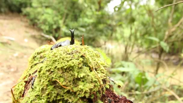 Vídeo Rhinoceros Beetle Mossy Log Nature — Vídeo de Stock
