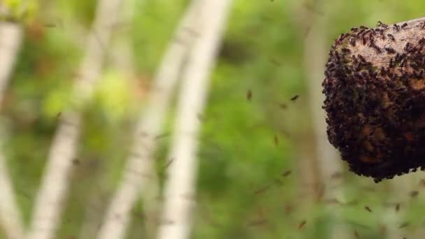 ビデオ ハエの巣 熱帯雨林 エクアドル — ストック動画