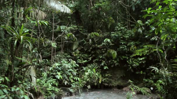 vidéo de forêt tropicale et de terre sale 