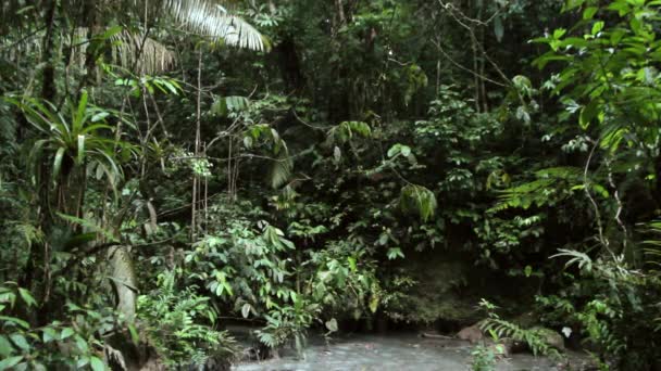 Video Bosque Tropical Tierra Sucia — Vídeos de Stock