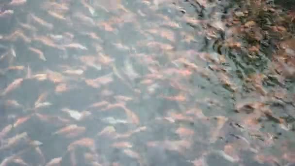 Видео Тилапия Бассейне Водоем Большим Количеством Рыб — стоковое видео