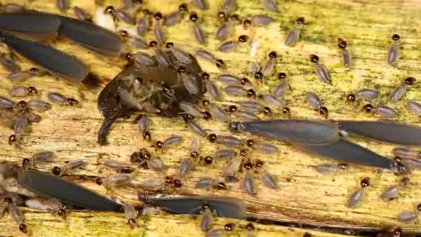 날개달린 흰개미가 에콰도르의 우림에 둥지에서 나오는 비디오 — 비디오