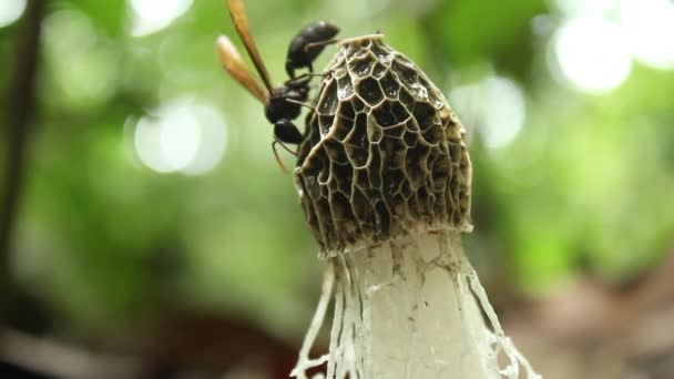 Vídeo Donzelas Veil Fungus Dictyophora Indusiata Chão Floresta Tropical Equador — Vídeo de Stock