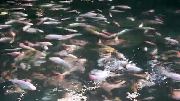 多くの魚がいる池の中のティラピアのビデオ — ストック動画