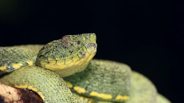 Video Two Striped Forest Pitviper Snake Bothriopsis Bilineata — Stock Video