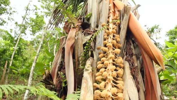 Video Flor Tagua Palma Marfil Vegetal Phytelephas Aequatorialis Oeste Ecuador — Vídeo de stock