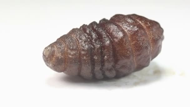 Vídeo Larva Uma Mosca Robô Roedor Cuterebra Parasita — Vídeo de Stock