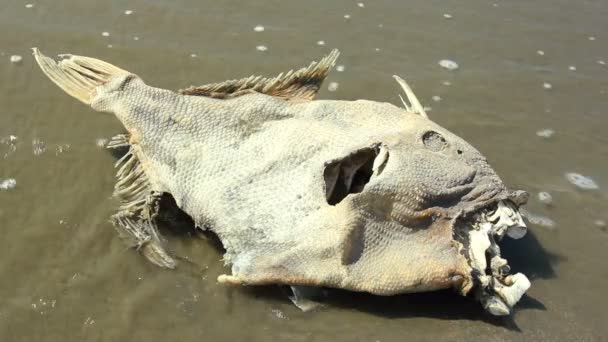 Νεκρά Ψάρια Μια Παραλία Στις Ακτές Του Ισημερινού Βίντεο — Αρχείο Βίντεο