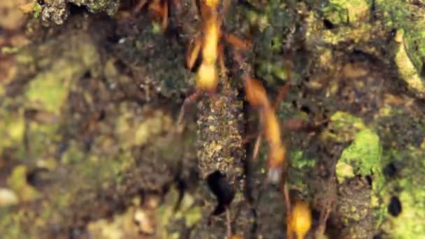 Video Nasute Termites Obhajující Vloupání Hnízda Tropický Deštný Prales Ekvádor — Stock video