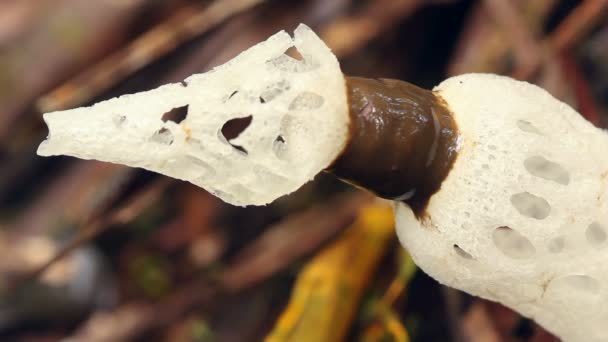 Vídeo Cogumelo Stinkhorn Estrangulado Staheliomyces Cinctus Crescendo Floresta Nublada Oeste — Vídeo de Stock