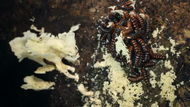 Video Larvas Enjambre Larvas Escarabajo Comiendo Hongo Suelo Selva Tropical — Vídeo de stock