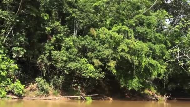 vidéo des arbres forestiers et du débit fluvial, forêt tropicale en Amazonie équatorienne