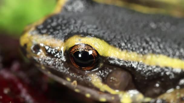 Video Rana Hormiguera Pintada Leptodactylus Lineatus Descansando — Vídeos de Stock