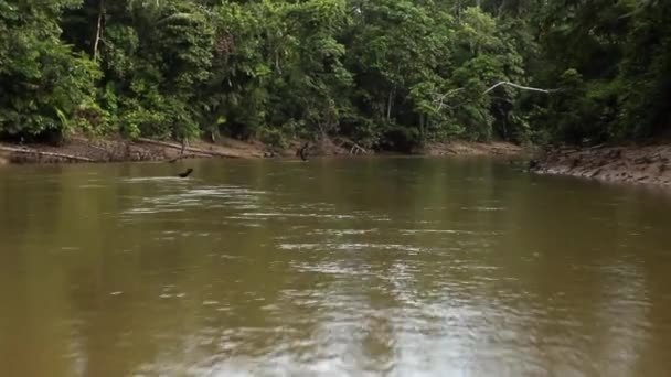 Zeitraffer Video Eines Flusses Tropischen Dschungel Des Ecuadorianischen Amazonas — Stockvideo