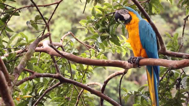 在树上吃水果的鹦鹉的视频 蓝色黄色的Macaw Ara Ararauna 厄瓜多尔亚马逊 — 图库视频影像