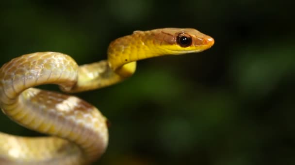 舌を示すヘビの遅いビデオ オリーブの鞭ヘビ チロニウス フッカス — ストック動画