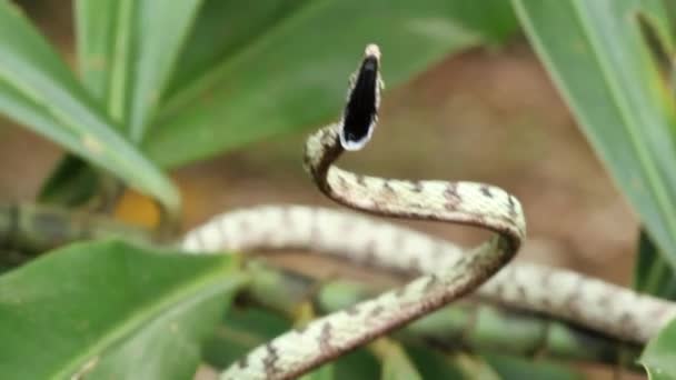 Video Van Brown Vine Snake Aanval Oxybelis Aeneus Ecuador — Stockvideo