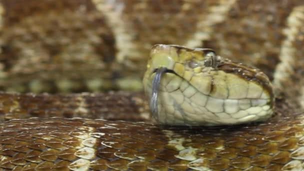 Nahaufnahme Video Von Schlange Großer Erwachsener Fer Lance Bothrops Atrox — Stockvideo