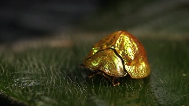 Vídeo Dourado Brilhante Bug Natureza Folha Planta Equador — Vídeo de Stock