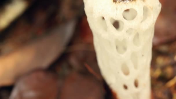 Video Van Paddestoel Gewurgde Stinkhorn Staheliomyces Cinctus Groeiend Het Regenwoud — Stockvideo