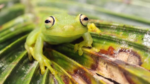 Wideo Zieloną Żabą Drzewną Hypsiboas Cinerascens — Wideo stockowe