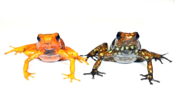 Video Dari Dua Katak Studio Harlequin Poison Frogs Western Ekuador — Stok Video
