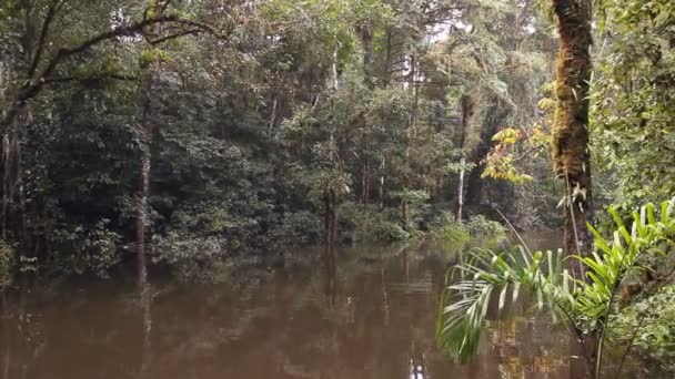 vidéo des arbres forestiers et du débit fluvial, forêt tropicale en Amazonie équatorienne